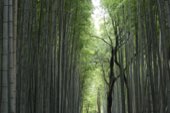 A path running through a dense bamboo grove