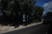 A road running in under trees