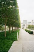 A walkway between clipped hedges and a line of trees