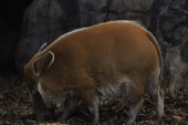 A hog standing in dry brush