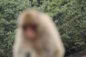 A macaque sitting close to the camera