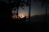 Palms silhouetted against a sunset