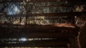 Light falling between redwood trunks