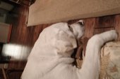 A dog asleep