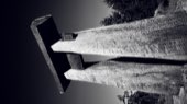 Redwood trunks in black and white