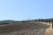 Cypress trees along a Tuscan hillside